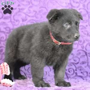 Quandace, German Shepherd Puppy